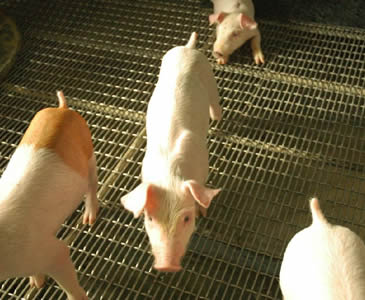 crimped-woven-wire-mesh-pig-raising.jpg