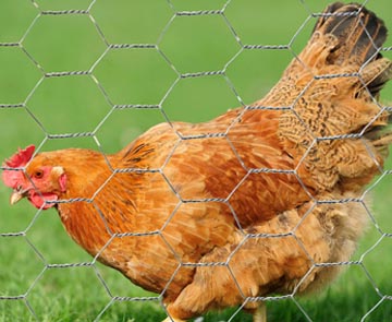 Chicken Wire Fence