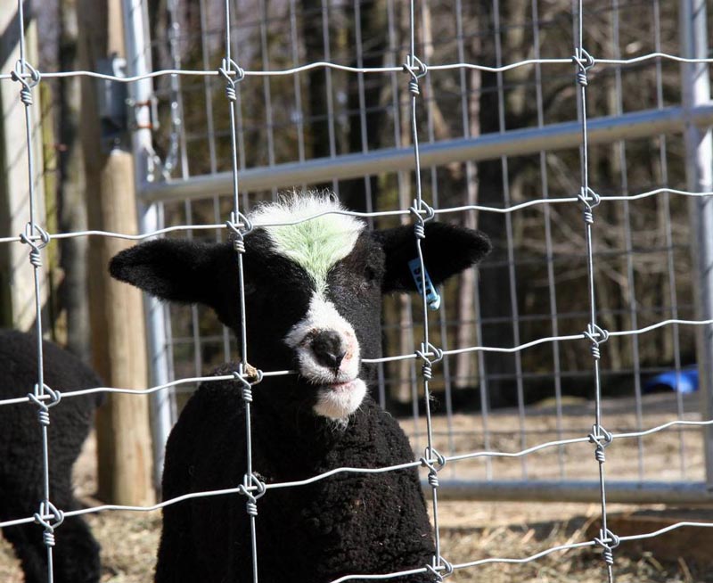 Fixed Knot Cattle Fence