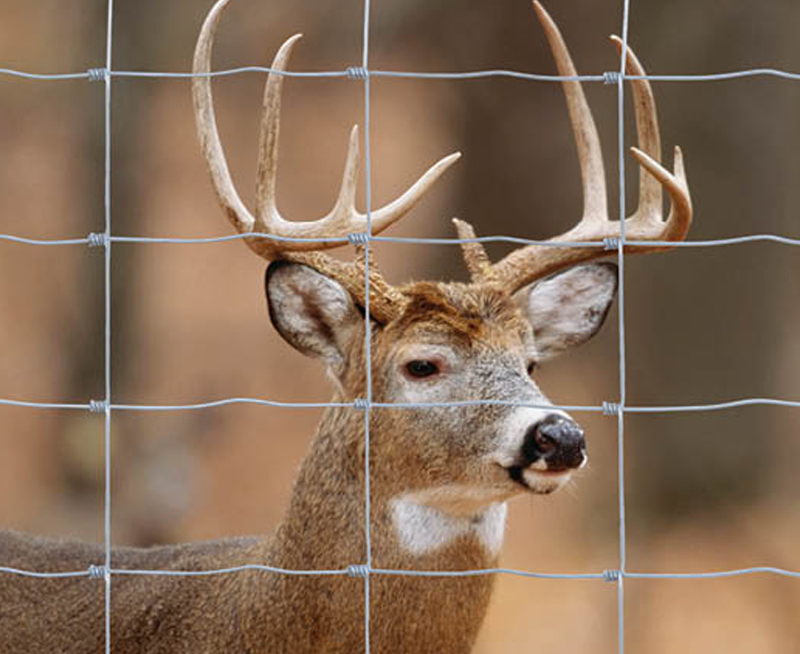 hinge-joint-deer-fence
